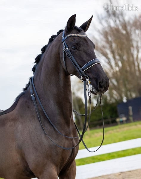 Alaska "Kingsley" Black Gelding Warmblood