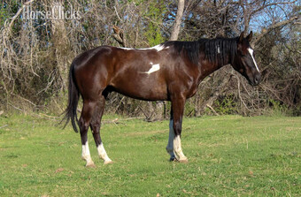"BLIZZARD" Black Gelding Paint