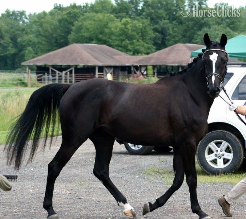 "Bellissima MHF" Black Mare Oldenburg