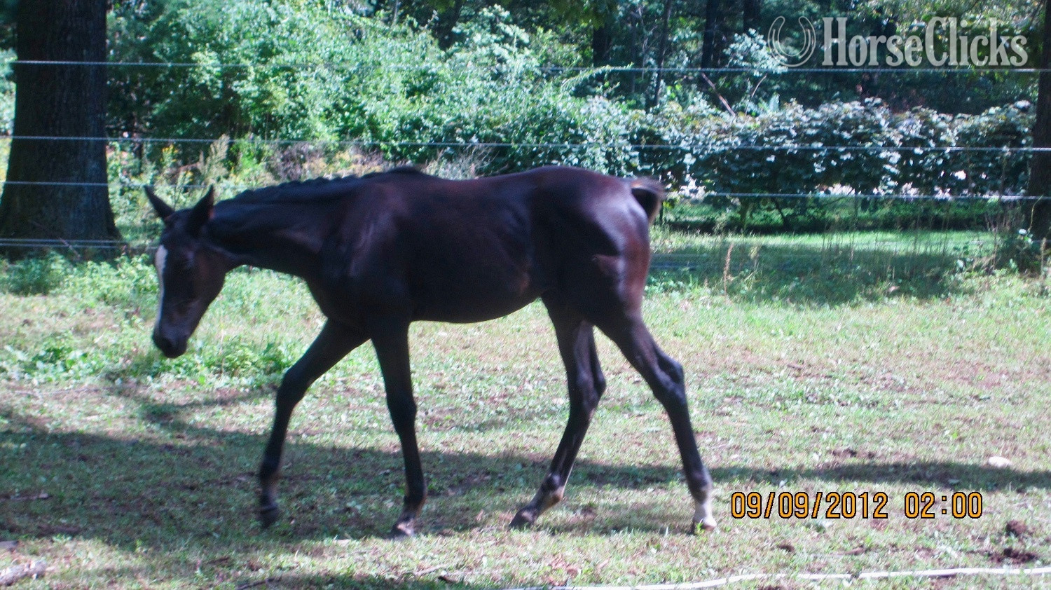 Massachusetts "Bellissima MHF" Black Mare Oldenburg
