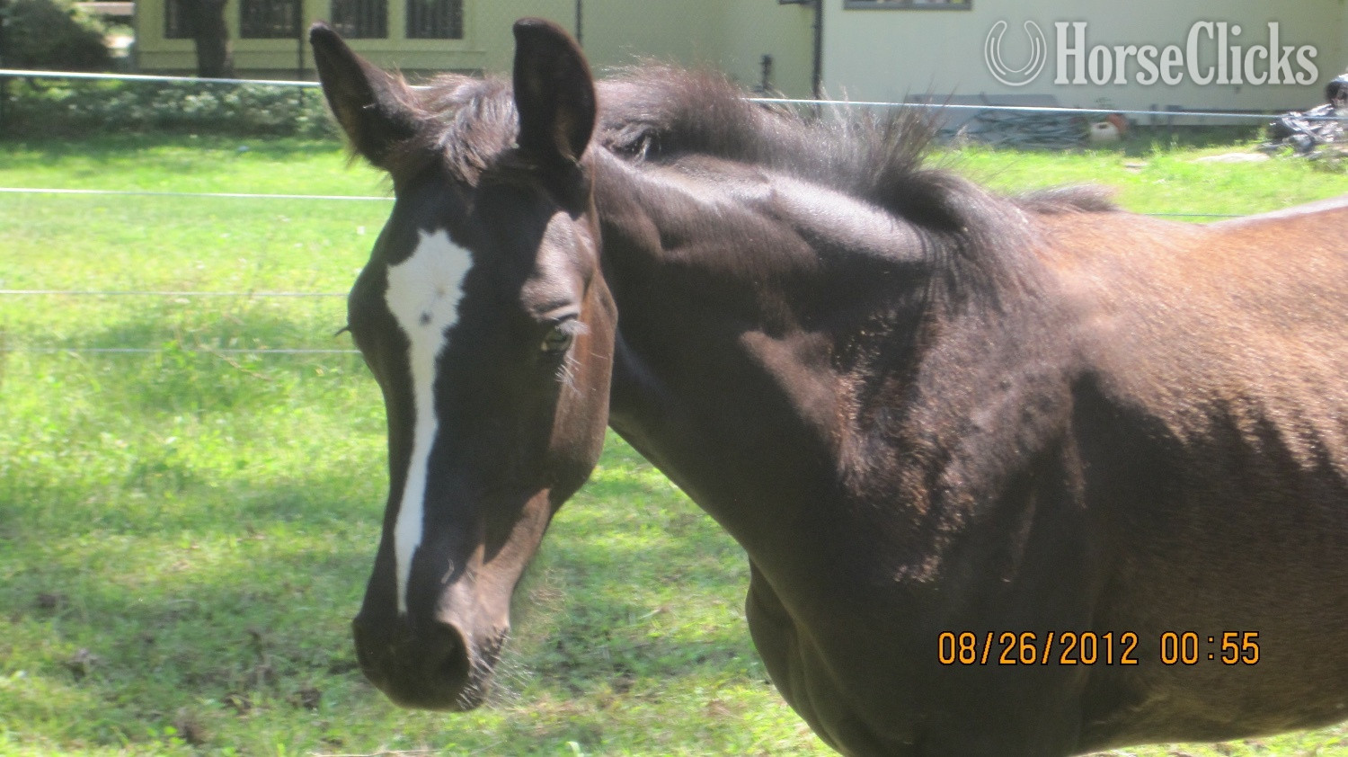 "Bellissima MHF" Black Mare Oldenburg - Oldenburg in Massachusetts