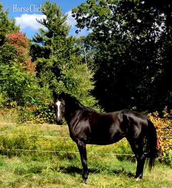 "Bellissima MHF" Black Mare Oldenburg