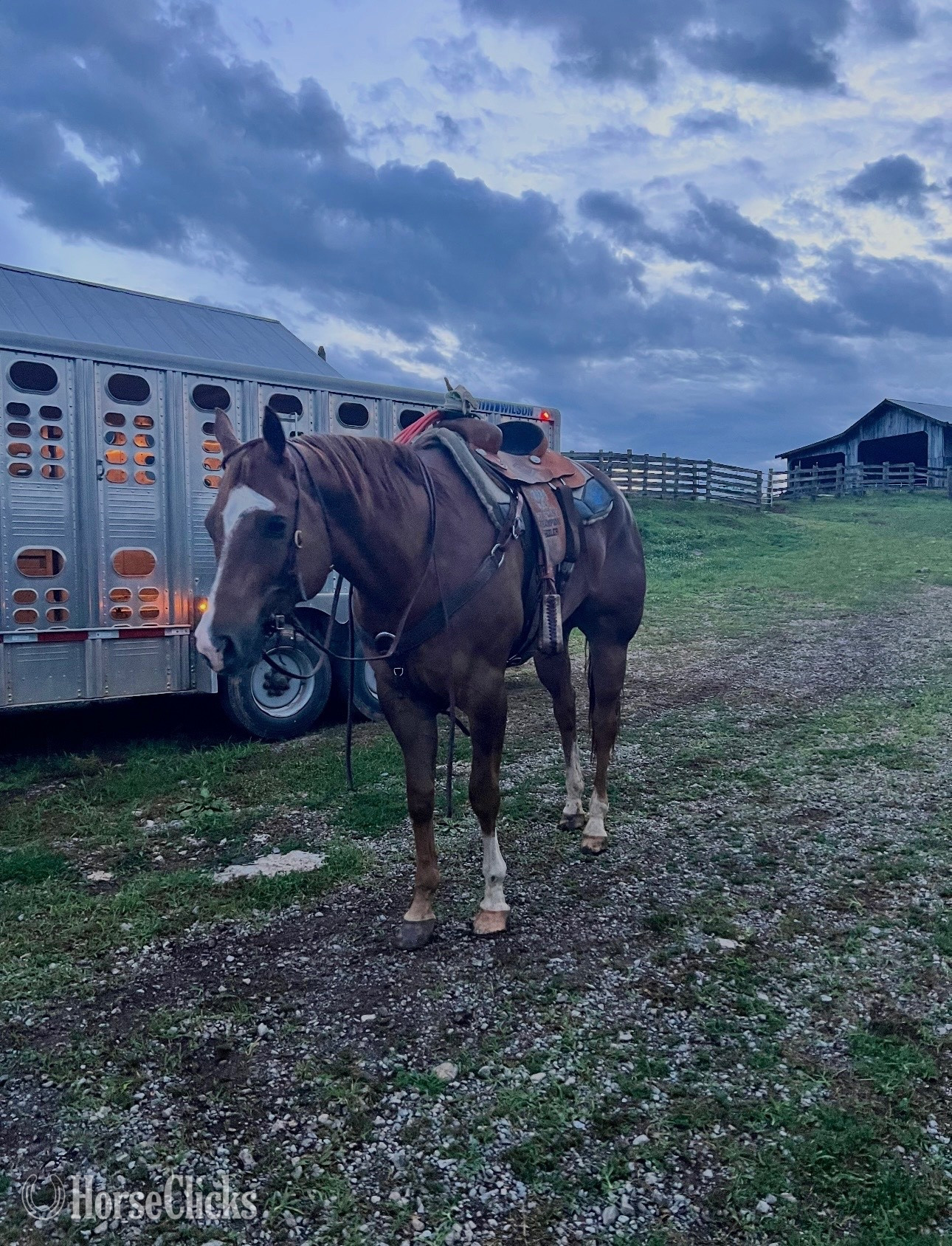 "DUDE" Brown Gelding Quarter Horse in Tennessee