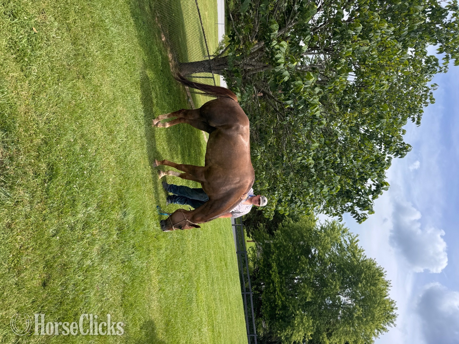 Tennessee "DUDE" Brown Gelding Quarter Horse