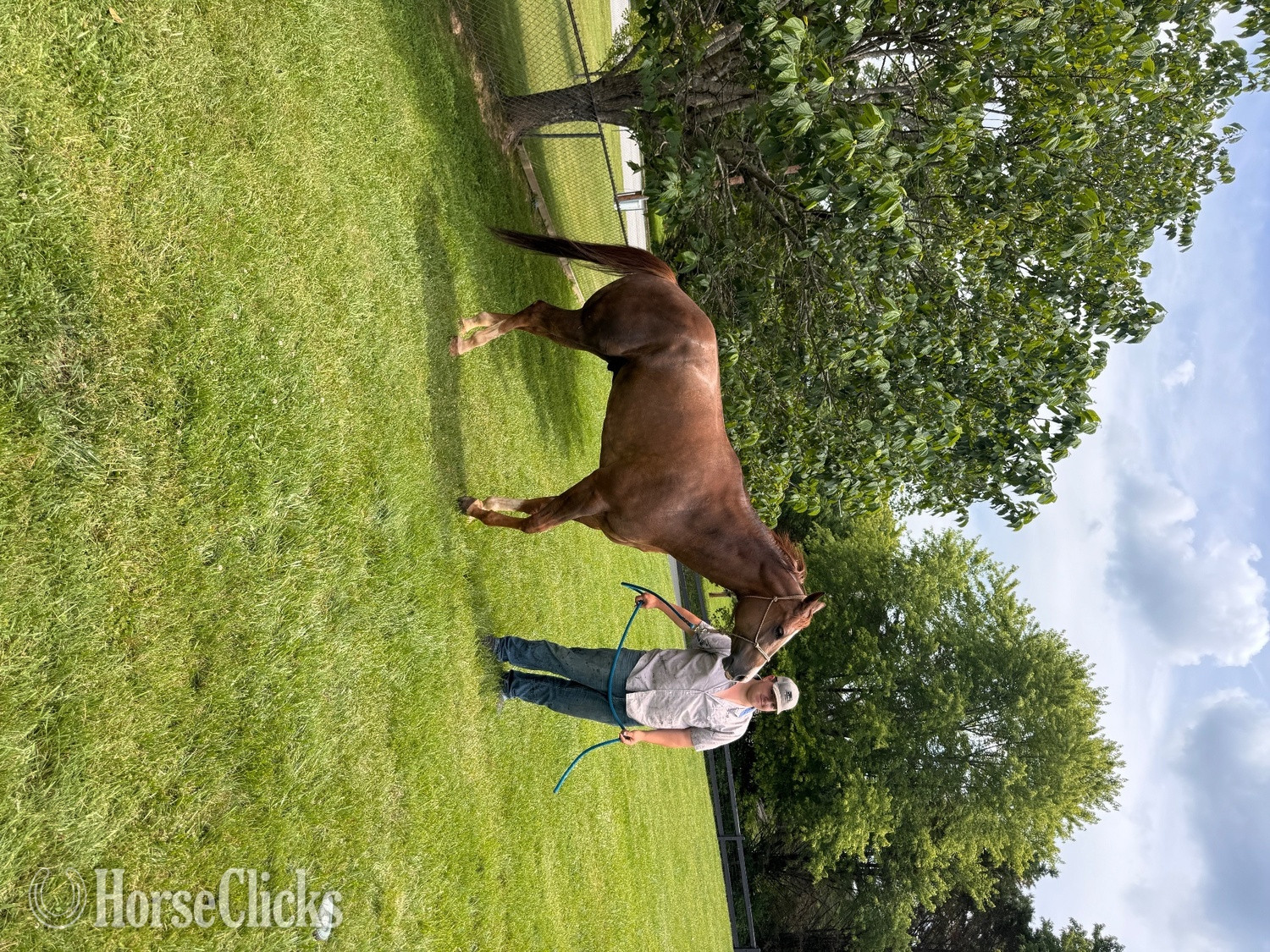 "DUDE" Brown Gelding Quarter Horse - Quarter Horse in Tennessee