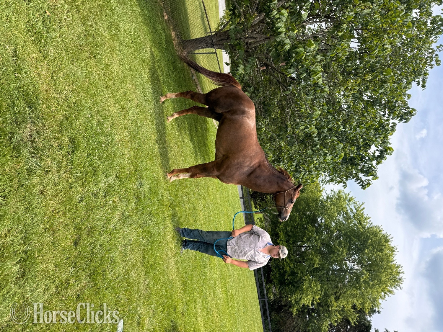 "DUDE" Brown Gelding Quarter Horse - Quarter Horse