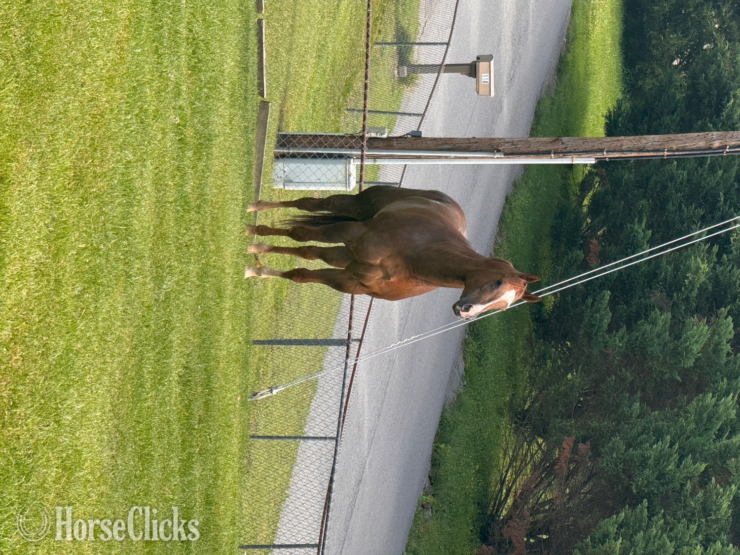 "DUDE" Brown Gelding Quarter Horse Tennessee