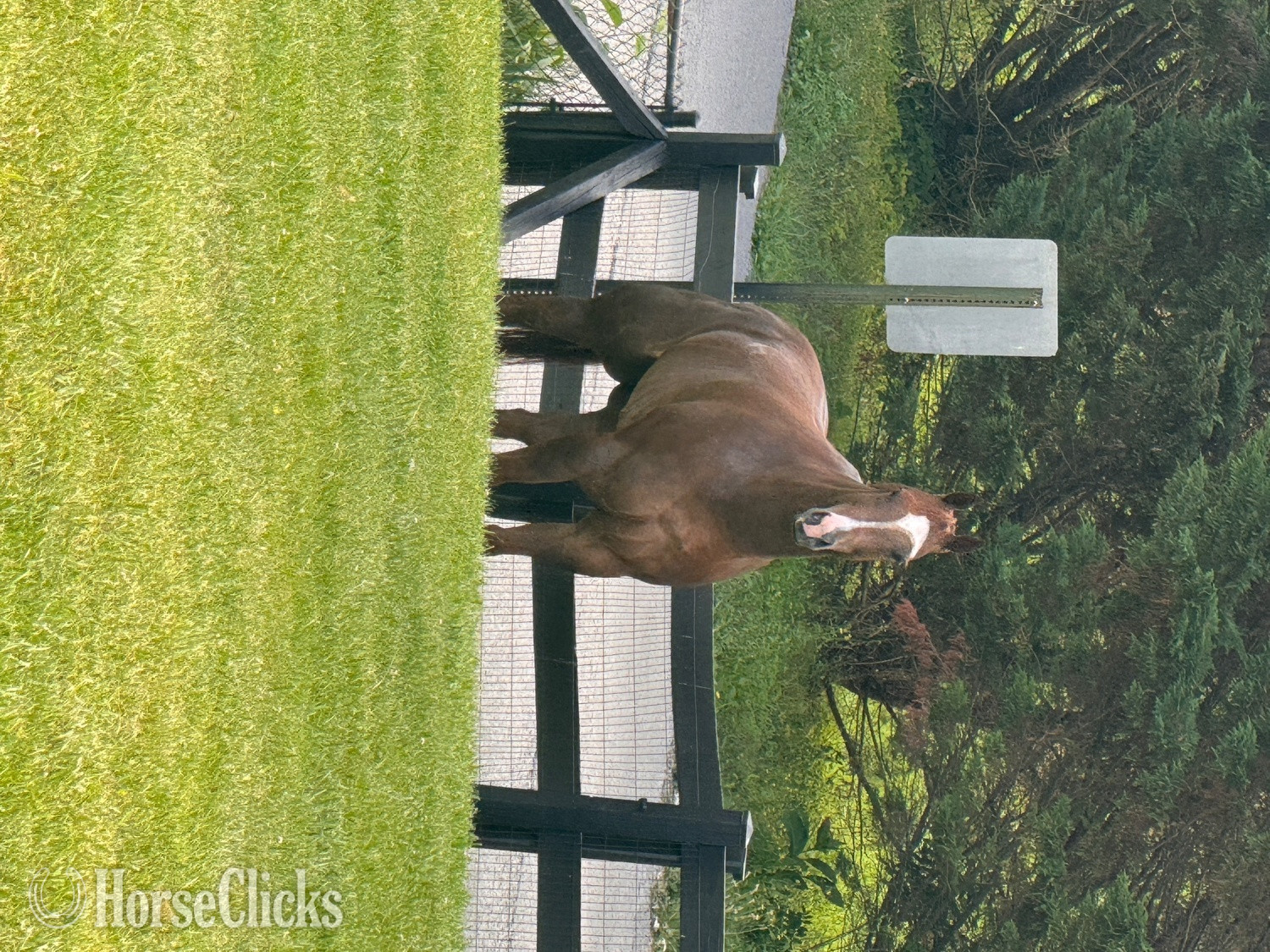 Quarter Horse - "DUDE" Brown Gelding Quarter Horse in Tennessee