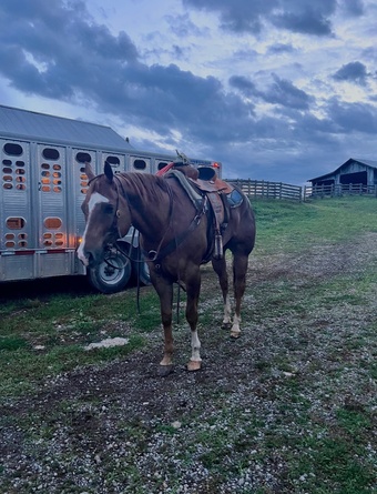 "DUDE" Brown Gelding Quarter Horse