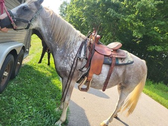 "Rose" Strawberry Roan Mare Tennessee Walker