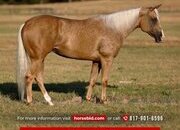"Angel" Palomino Mare Quarter Horse