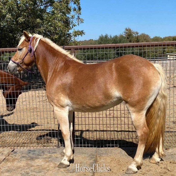 "Kimber" Flaxen Mare Haflinger in Texas