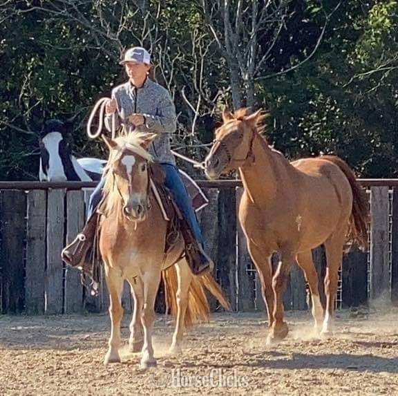 "Kimber" Flaxen Mare Haflinger