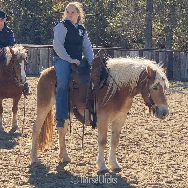 Texas "Kimber" Flaxen Mare Haflinger