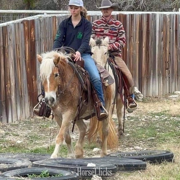 "Kimber" Flaxen Mare Haflinger - Haflinger in Texas