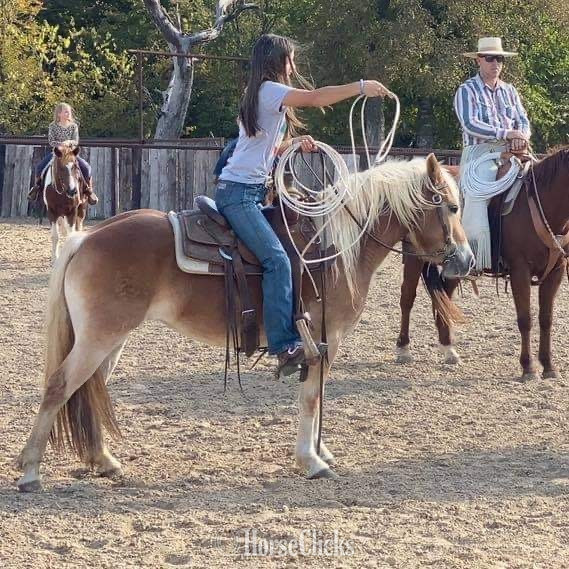 "Kimber" Flaxen Mare Haflinger Texas
