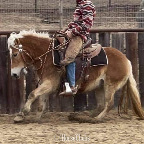 Haflinger - "Kimber" Flaxen Mare Haflinger in Texas