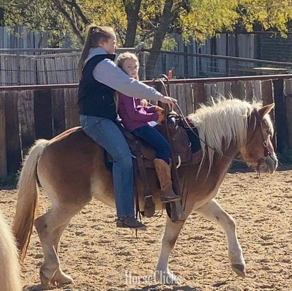 Haflinger - "Kimber" Flaxen Mare Haflinger