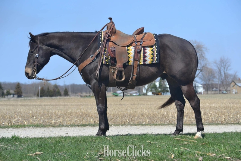 "GUNNER “TWO SMOKES IM DONE “ " Brown Gelding Quarter Horse in Illinois
