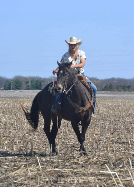 "GUNNER “TWO SMOKES IM DONE “ " Brown Gelding Quarter Horse