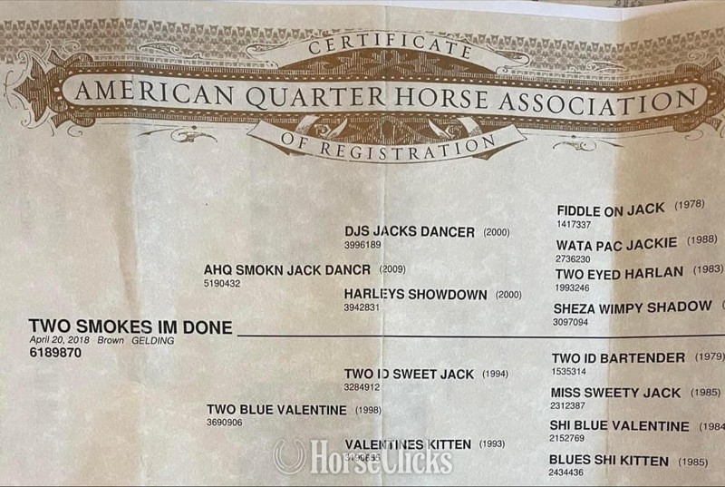 Illinois "GUNNER “TWO SMOKES IM DONE “ " Brown Gelding Quarter Horse