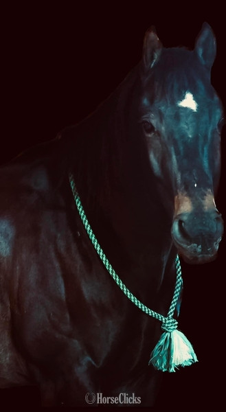 "GUNNER “TWO SMOKES IM DONE “ " Brown Gelding Quarter Horse - Quarter Horse in Illinois