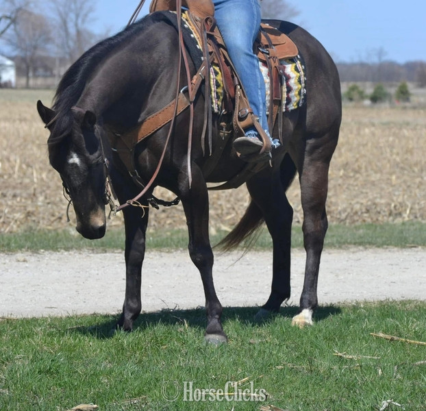 "GUNNER “TWO SMOKES IM DONE “ " Brown Gelding Quarter Horse - Quarter Horse