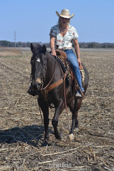 "GUNNER “TWO SMOKES IM DONE “ " Brown Gelding Quarter Horse Illinois