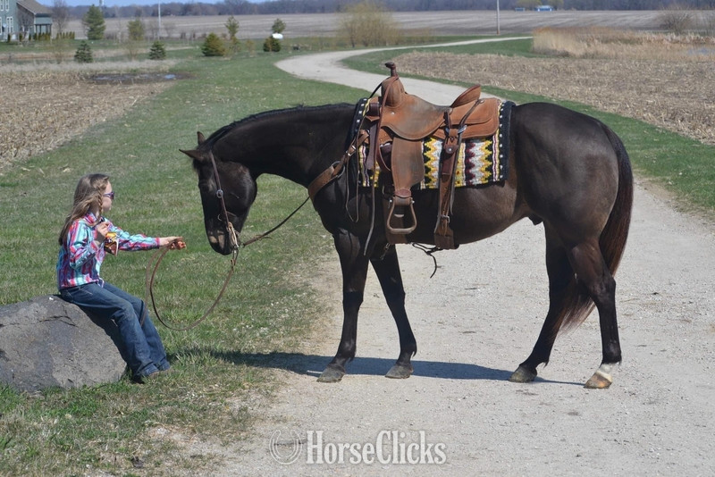 Quarter Horse - "GUNNER “TWO SMOKES IM DONE “ " Brown Gelding Quarter Horse in Illinois