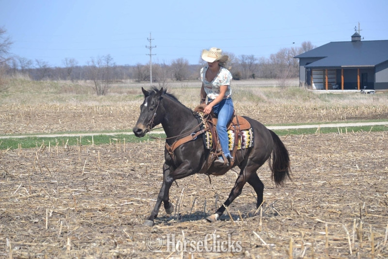 Quarter Horse - "GUNNER “TWO SMOKES IM DONE “ " Brown Gelding Quarter Horse