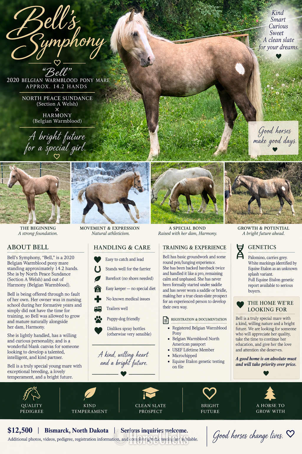 "Bell's Symphony" Palomino Mare Other Breed in North Dakota