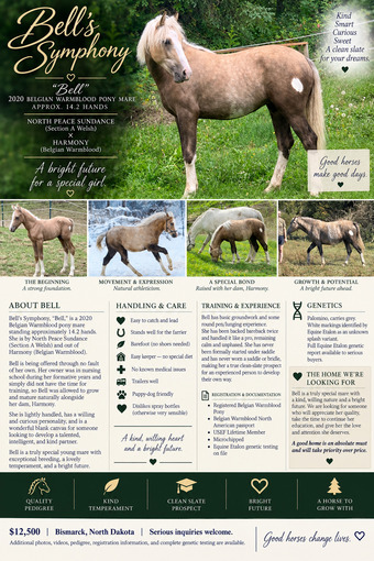 "Bell's Symphony" Palomino Mare Other Breed
