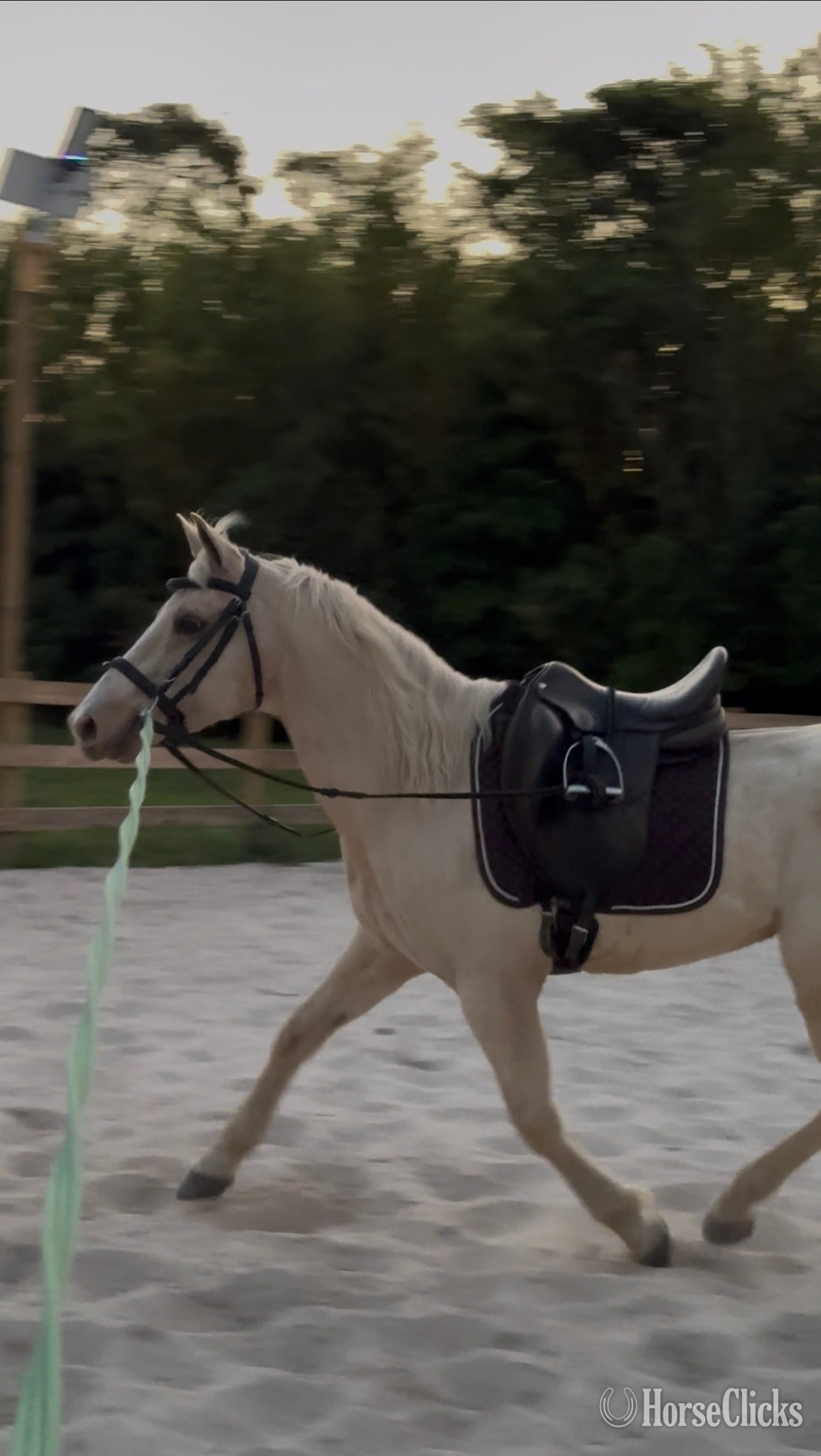 "Freedom" Palomino Gelding Quarter Pony in Florida