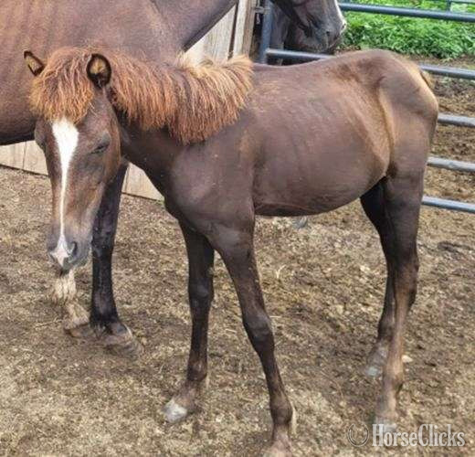 "WillowCreek Sugar Plum" Bay Filly Morgan in Pennsylvania