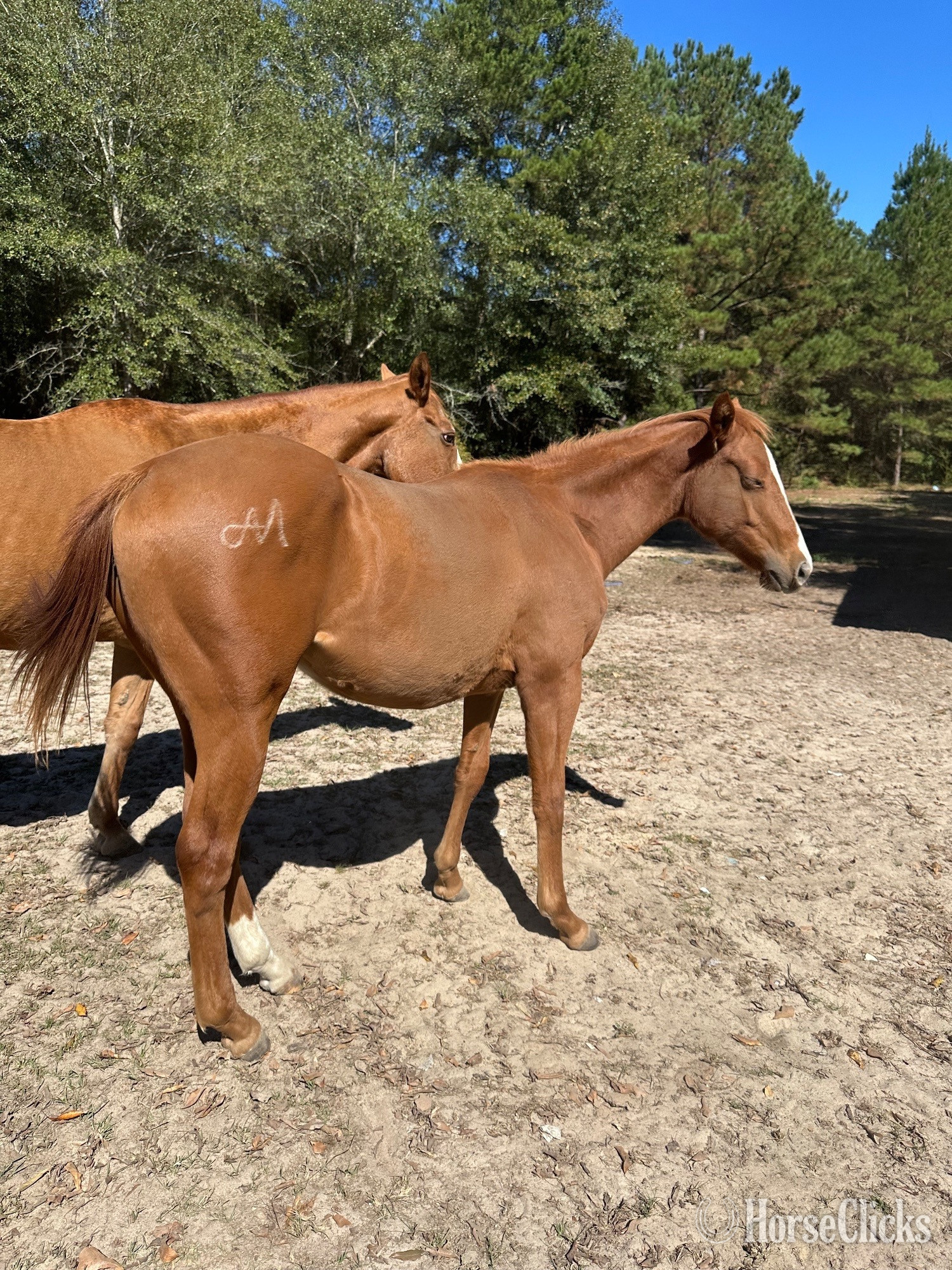 "Bullion In The Breeze" Sorrel Filly Quarter Horse in Mississippi