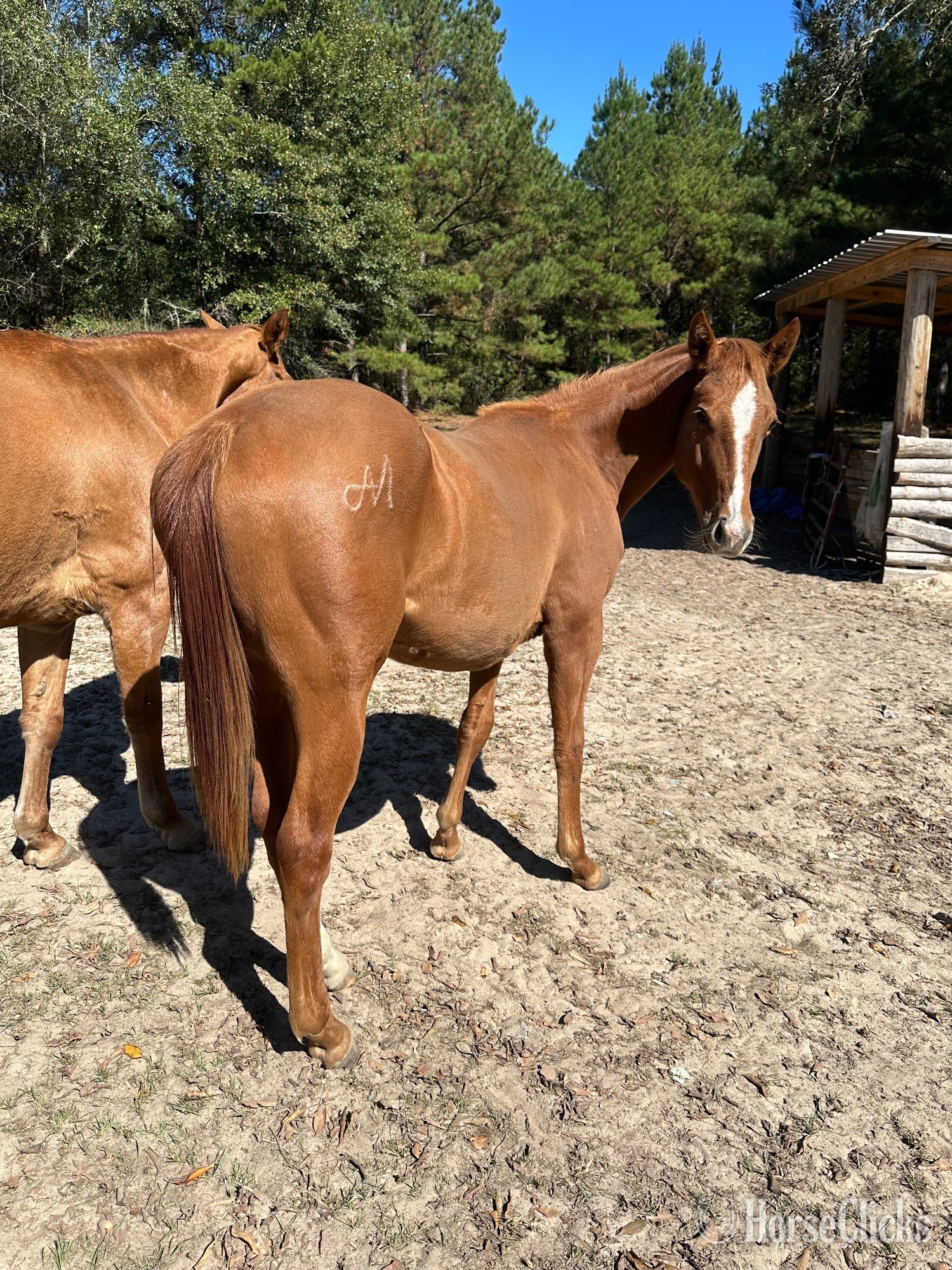 "Bullion In The Breeze" Sorrel Filly Quarter Horse