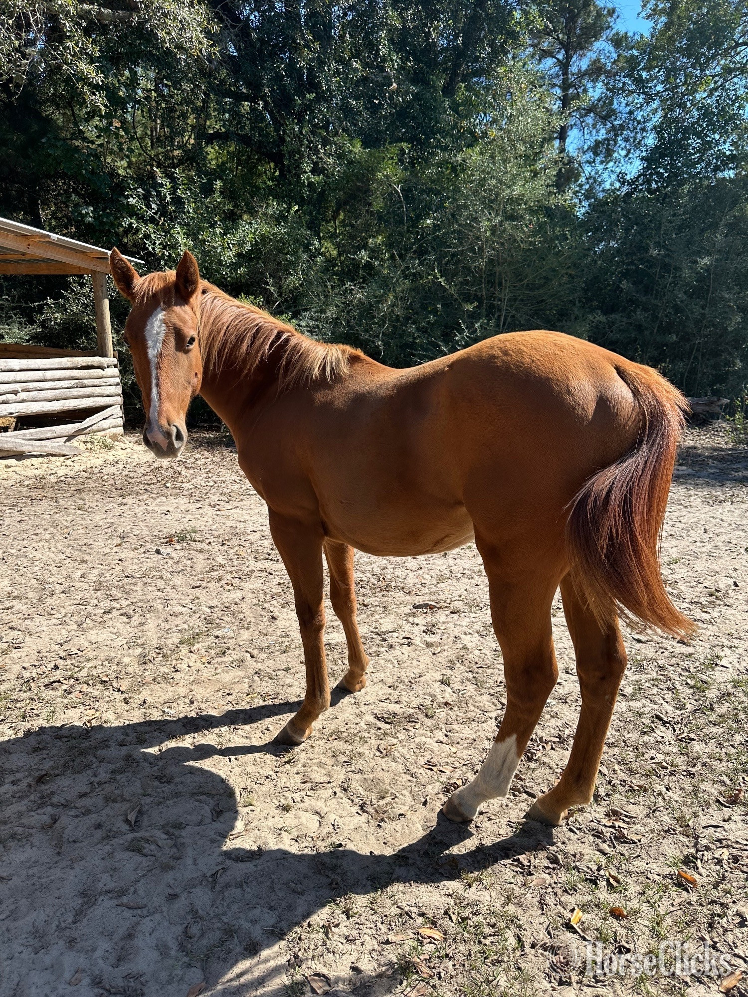 Mississippi "Bullion In The Breeze" Sorrel Filly Quarter Horse