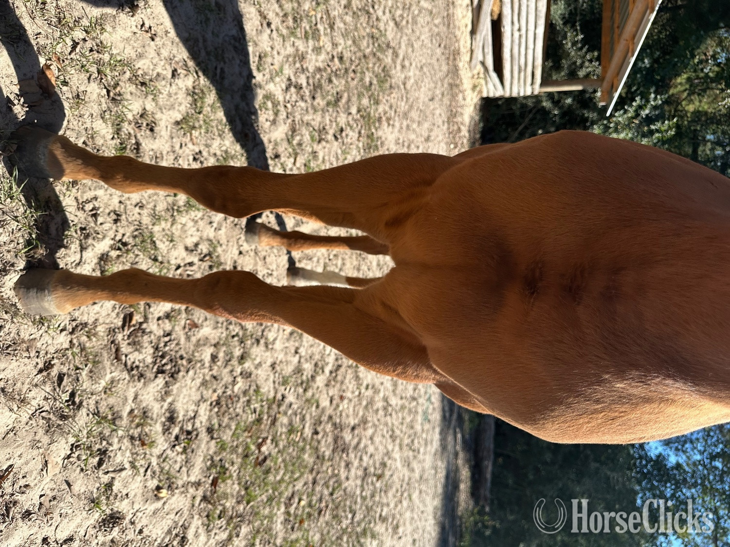 "Bullion In The Breeze" Sorrel Filly Quarter Horse - Quarter Horse