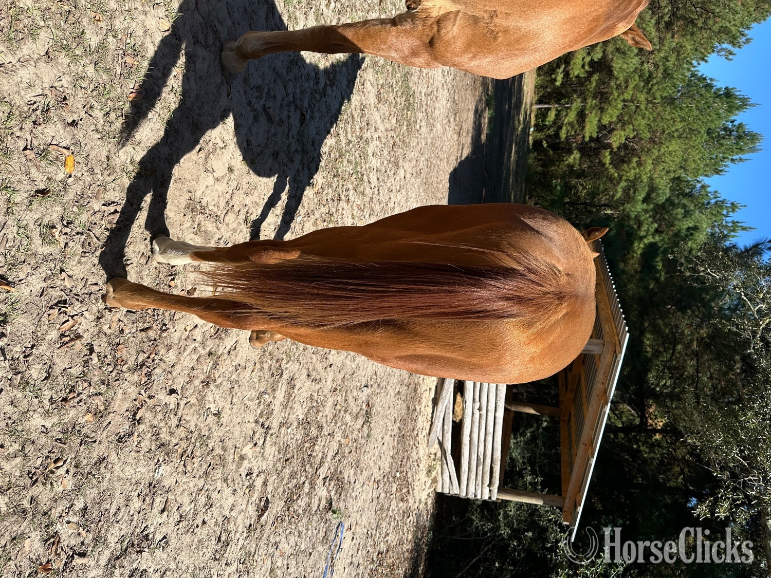 "Bullion In The Breeze" Sorrel Filly Quarter Horse Mississippi