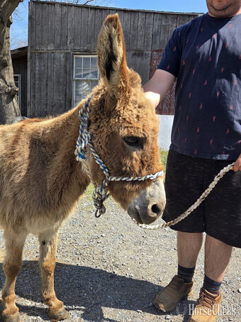 "Boone" Gelding Donkey