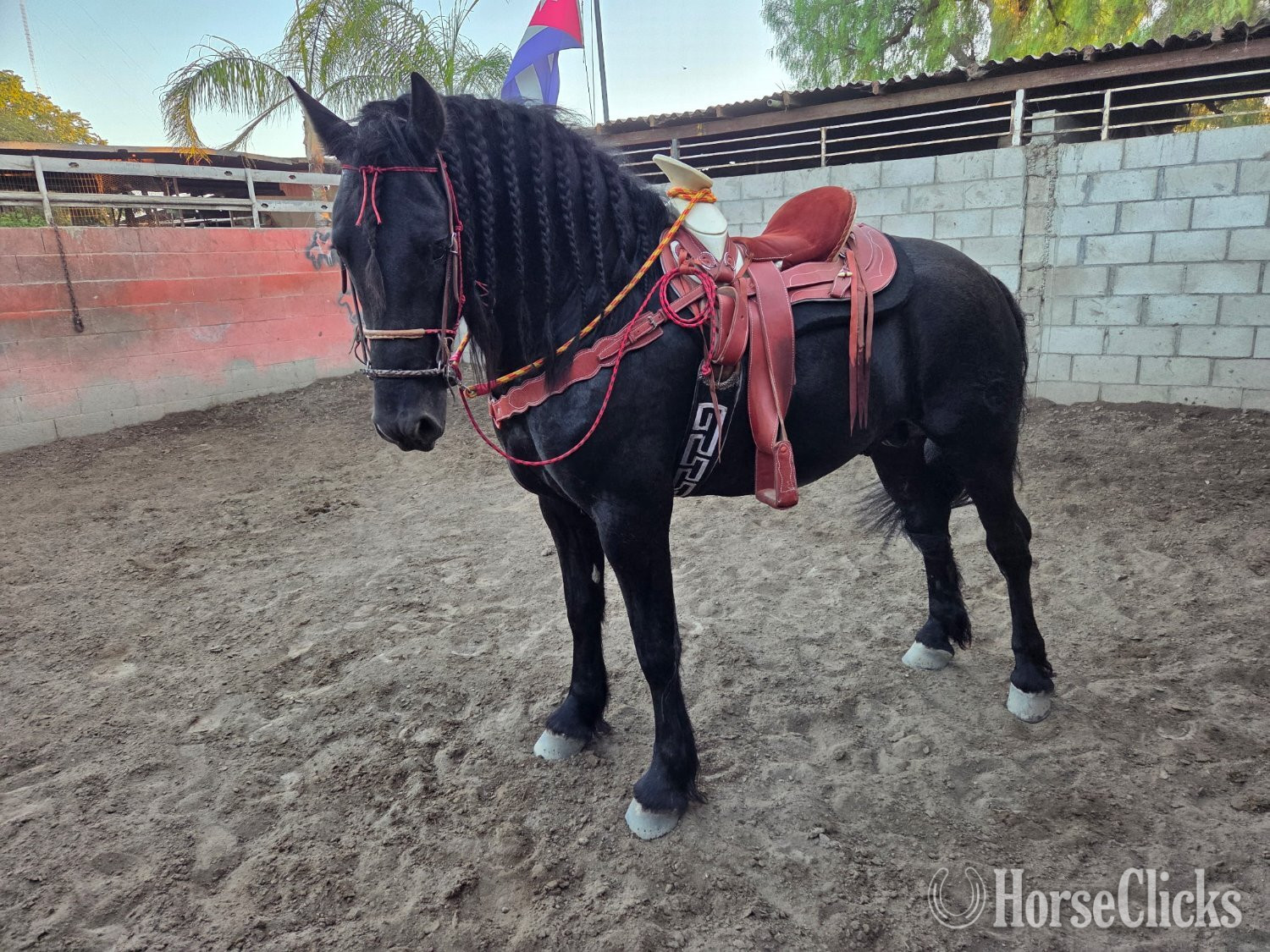 "Zorro" Black Stallion Friesian in California