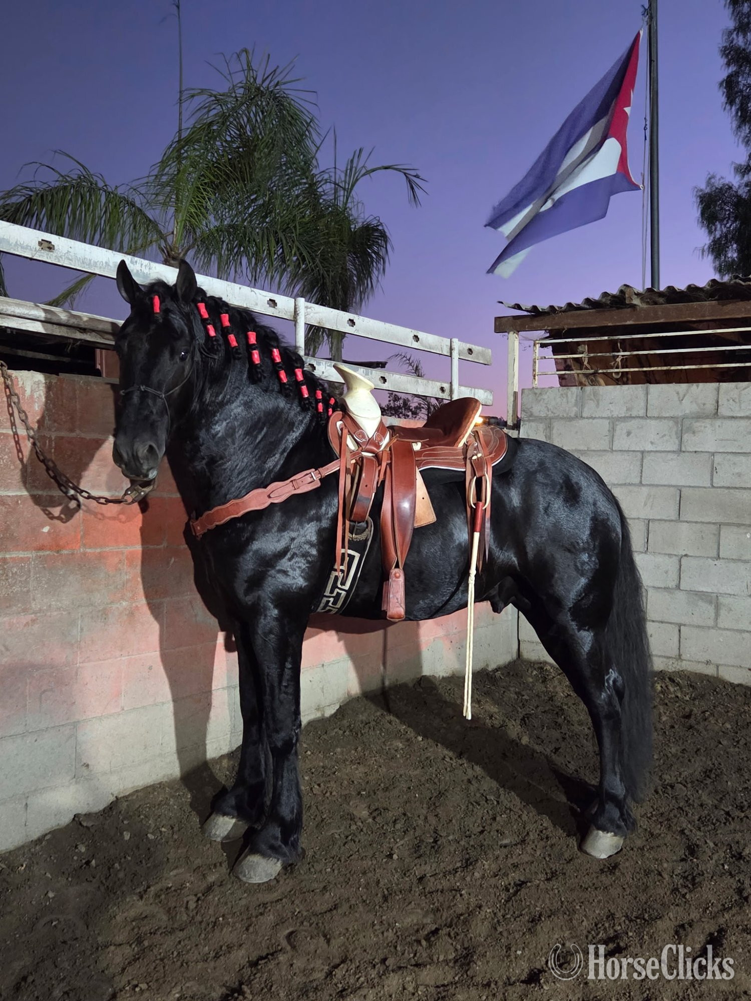 "Zorro" Black Stallion Friesian
