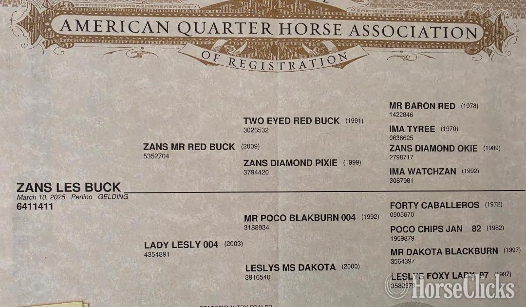 Texas "ZANS LES BUCK" Perlino Gelding Quarter Horse