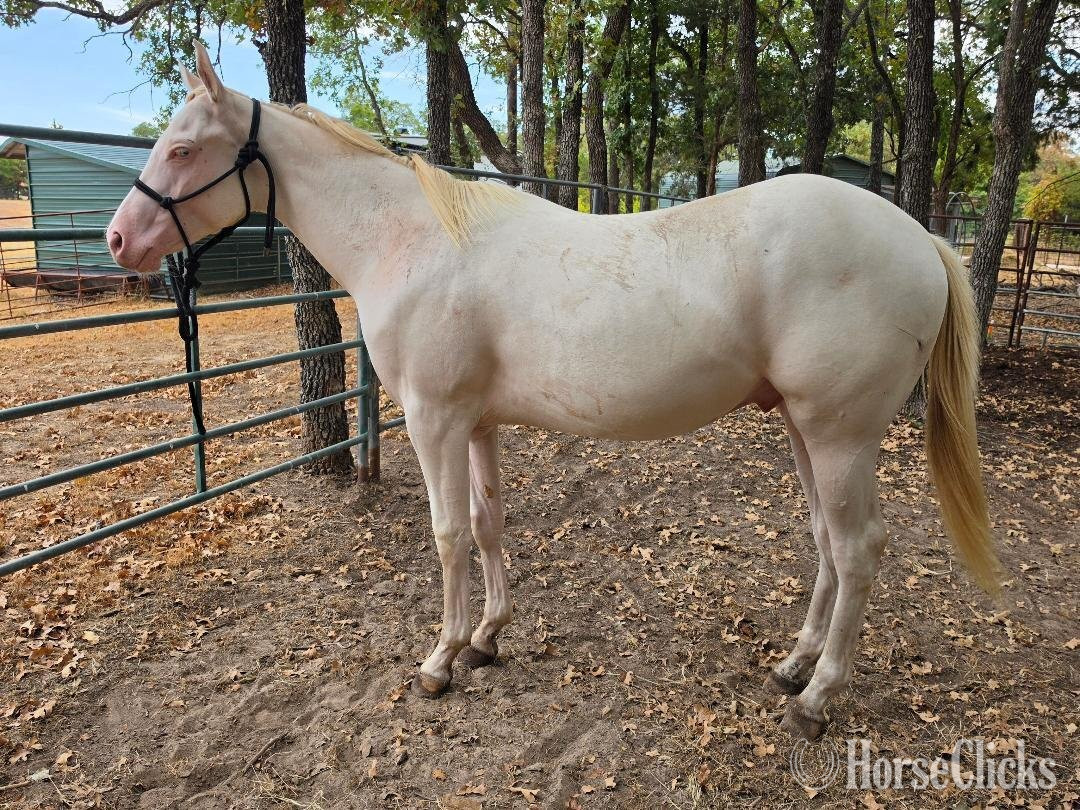 "ZANS LES BUCK" Perlino Gelding Quarter Horse - Quarter Horse in Texas