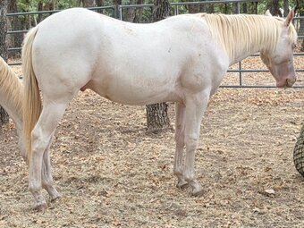 "ZANS LES BUCK" Perlino Gelding Quarter Horse