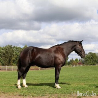 "CAPTAIN HOOK "KING"" Bay Gelding Percheron