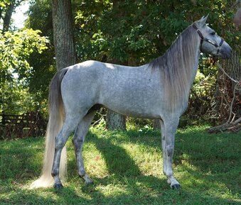 "GHS's Don't Stop Belevin" Grey Stallion Rocky Mountain