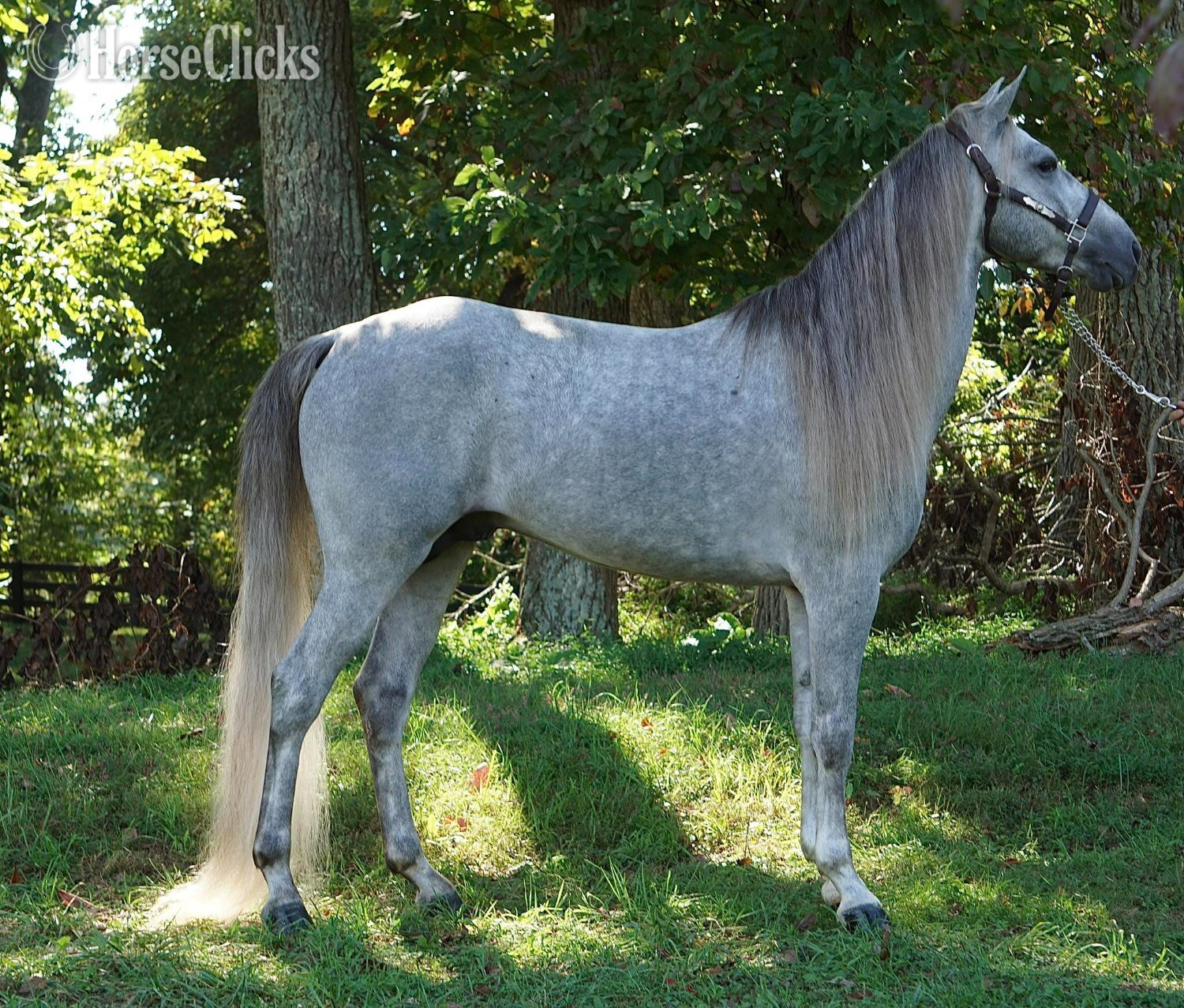 "GHS's Don't Stop Belevin" Grey Stallion Rocky Mountain in Kentucky