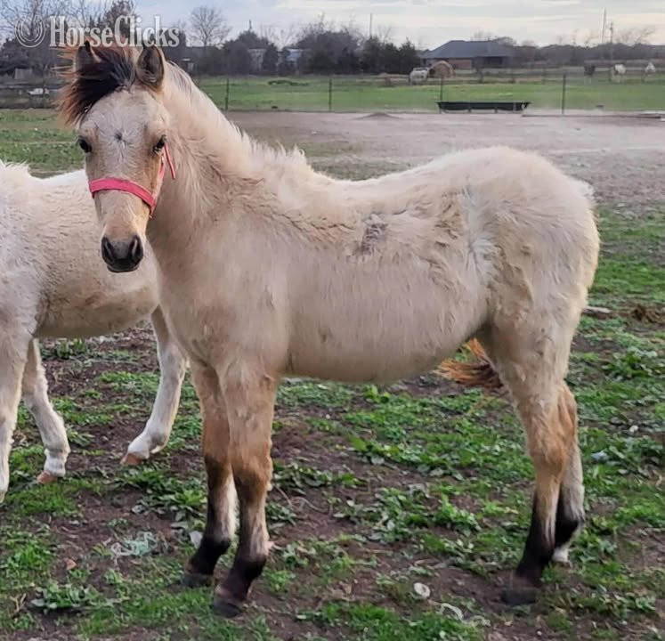 "KCS Maximus" Dun Colt Welsh Pony in Texas