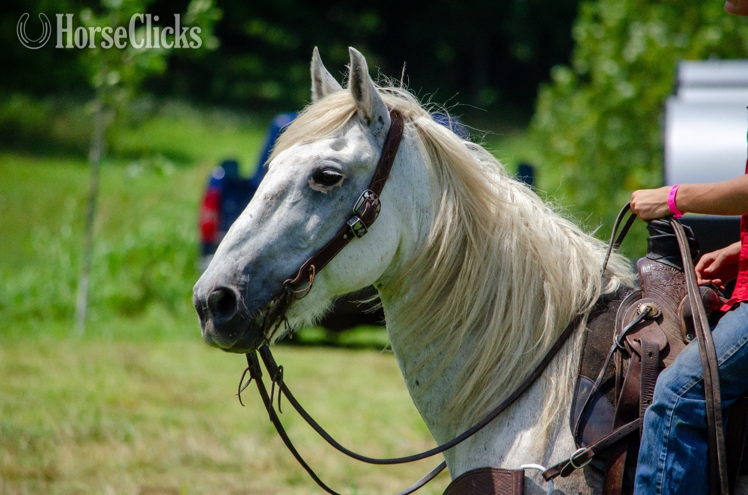 Oklahoma "Virgil" Grey Gelding Draft